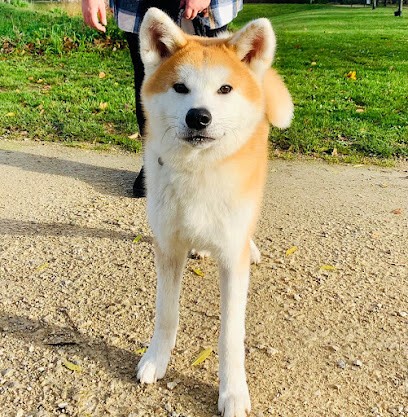 TOP AKITA INU DES DRAGONS DU SOLEIL ROUGE, Eleveur de Chiens à Mayet