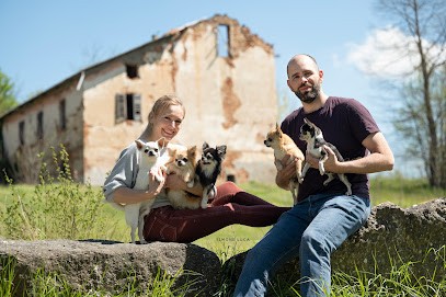 Lookum Chihuahua Kennel, Eleveur de Chiens à Menton