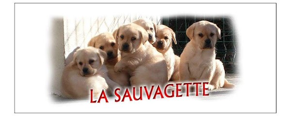 Les labradors de la sauvagette, Eleveur de Chiens à Lanquetot