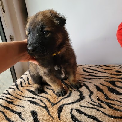 Élevage de la vallée des gardiennes, Eleveur de Chiens à Volckerinckhove