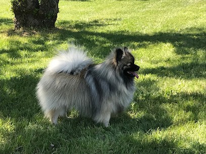 ELEVAGE DE SAINT MONTANGE, Eleveur de Chiens à Mollégès