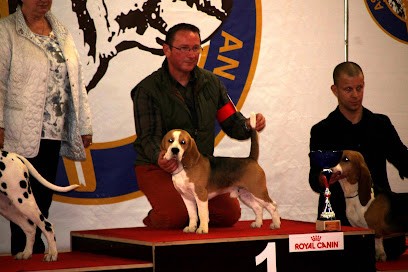 Beagles Des Chasseurs Du Temps - Sélection SANTE -CARACTERE - BEAUTE, Eleveur de Chiens à Verneil-le-Chétif