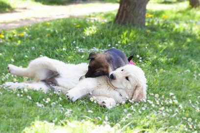 Des Terres d’Amara, Eleveur de Chiens à Bussières
