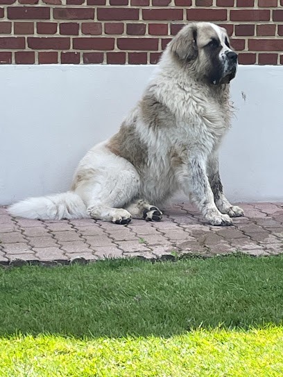 Sylvie Renaud élevage du Vanil des Artses, Eleveur de Chiens à Chaudenay