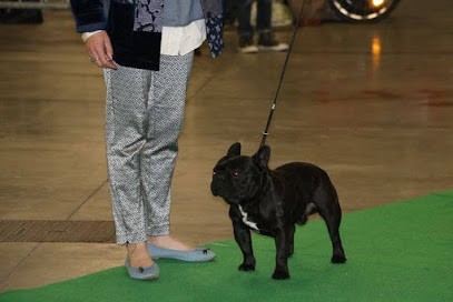 Éleveur Bouledogue Français En Sarthe : Élevage Von Boule D'Esteix, Eleveur de Chiens à Saint-Pierre-de-Chevillé