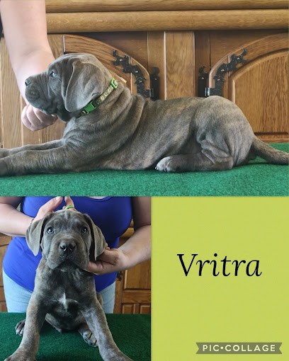 Des Gardiens de Frélouvic : Élevage et vente de chiots Cane Corso (Aquitaine - Gironde), Eleveur de Chiens à Donnezac