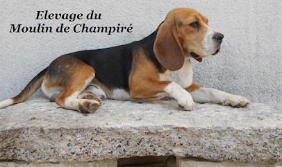 Elevage Du Moulin De Champiré - Beagle LOF Charente-Maritime (17), Eleveur de Chiens à Varaize