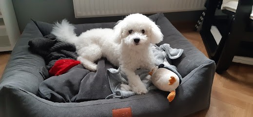Elevage Mercotte Bichon Frisé - Spitz Allemand et Boutique Accessoire pour petit chien, Eleveur de Chiens à Busseaut