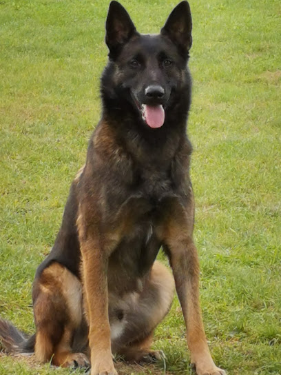 Identité Canine / Vallon Des Serps Pension Pour Chien à Garéoult