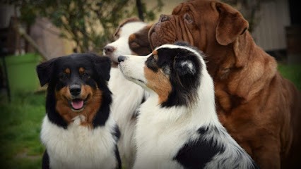 Elevage Des Voies Occitane, Eleveur de Chiens à Saint-Martin-Lalande