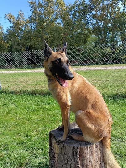 Centre D'Education Canine De Montauban 82 Association, Dresseur de Chiens à Montauban