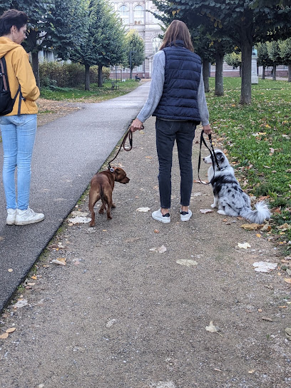 Yes Oui Dog Dresseur De Chiens à Strasbourg