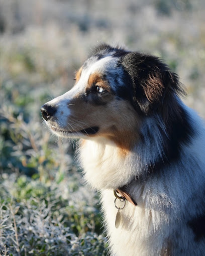 Terrier&Cie, Dresseur De Chiens à Saint-Bauzille-de-la-Sylve