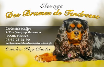 Elevage Cavalier King Charles, Eleveur de Chiens à Béziers