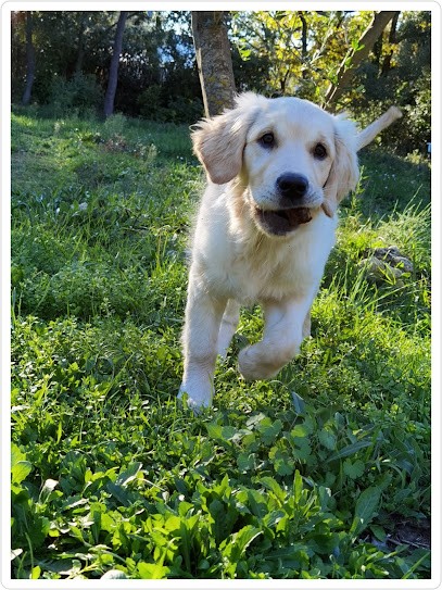 Golden Retriever du Jardin de Mangaïti, Eleveur de Chiens à Brignoles