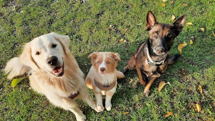 Pension des Bois Jolis, Pension pour Chiens à Conan