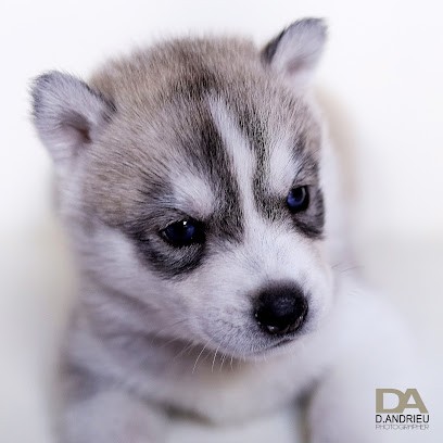 Elevage De La Foret De Miss Purple, Eleveur de Chiens à Nîmes