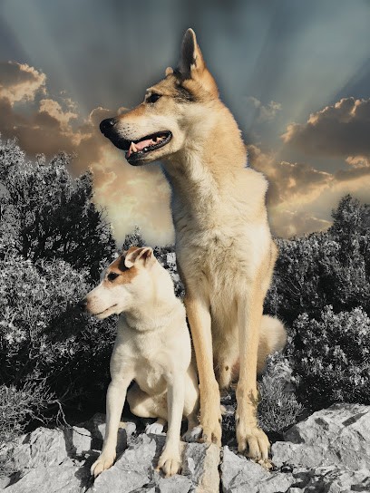 Sophie Gross Dog Traîner, Dresseur de Chiens à Marseille 09