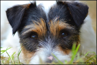 De La Tribu De Kitchi, Éleveur De Chiens à Loye-sur-Arnon