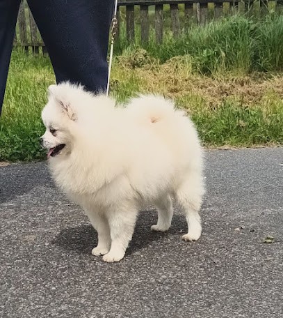 De l'Ange aux Papillons : Élevage et vente de chiots Spitz Allemand , Saint Bernard et Beauceron, Eleveur de Chiens à Crespin