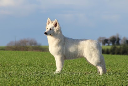 Bleizi Asgard - Elevage de Berger Blanc Suisse, Eleveur de Chiens à Saint-Guyomard