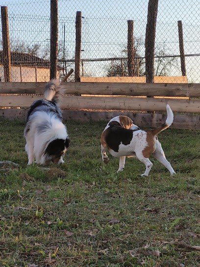 Pension Canine des Sentiers de la Douyne, Pension pour Chiens à Montauriol