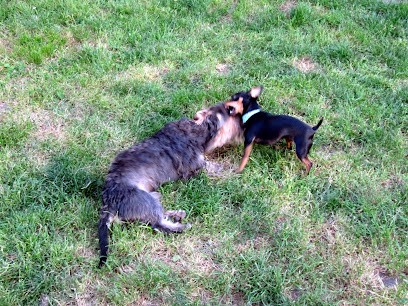 Doguitoservices, Pension pour Chiens à Naujac-sur-Mer