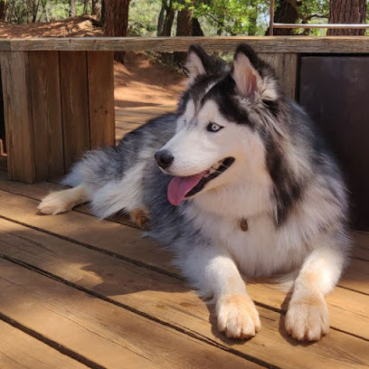 Alex Cyno Educ - Éducateur Canin Comportementaliste Dresseur De Chiens à l' Isle-sur-la-Sorgue