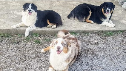 Elevage des Amours de Claya - Berger Australien - Staffy (Staffie, Staffordshire bull terrier) - Aussiedors, Eleveur de Chiens à Bédarieux