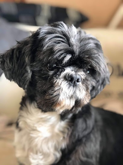 Les Pattes De Guy'mauve, Pension pour Chiens à Challans