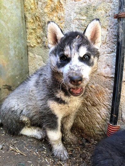 ELEVAGE DU DOMAINE PACIFIQUE, Eleveur de Chiens à Thiré