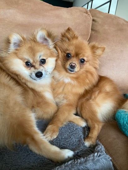 Élevage Le Domaine du Léon, Eleveur de Chiens à Landivisiau