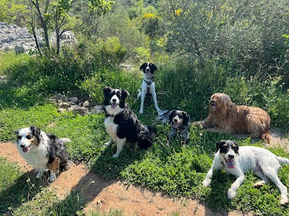 Mika Dog Lover, Pension pour Chiens à Pignan