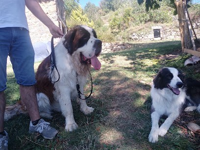 Pension Canine Heaven Dog, Pension pour Chiens à Saint-Barthélemy-le-Plain