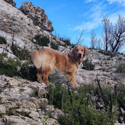 Educanin13 éducateur Comportementaliste Canin, Dresseur de Chiens à Martigues