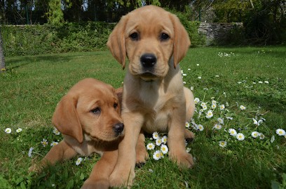 ELEVAGE LABRADORS SABLES NOIRS RED-FOX L'ETANG DES VIGNERONS CALVADOS NORMANDIE, Eleveur de Chiens à Acqueville