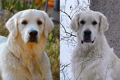 Le Mas de L'Orb - Elevage de Golden Retrievers, Eleveur de Chiens à Bédarieux