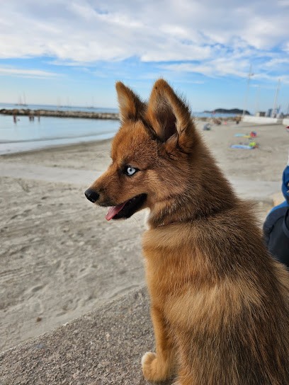 Elevage Pomsky, Le Chemin des Cerisiers, Eleveur de Chiens à Orée d'Anjou