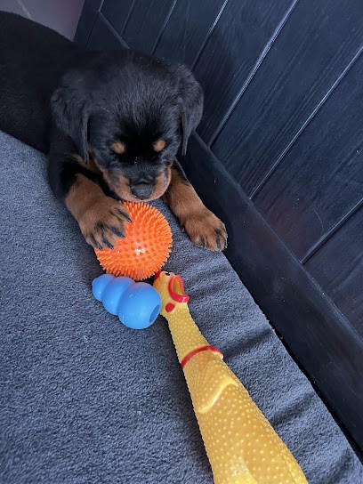 Elevage Vom Hause Hugel, Eleveur de Chiens à La Salle