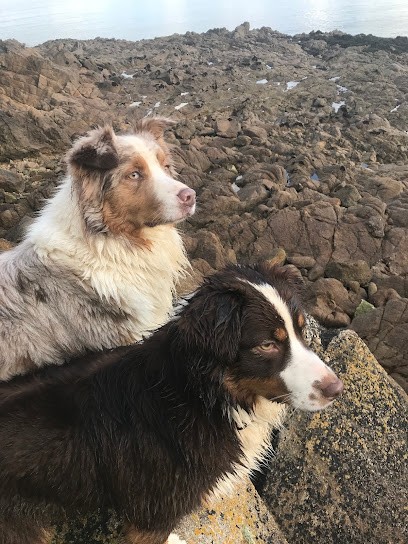 Luciole Au Clair De Lune, Eleveur de Chiens à Plouyé