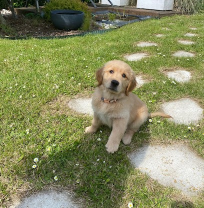 Les Retrievers de Château Renard, Eleveur de Chiens à Hénonville