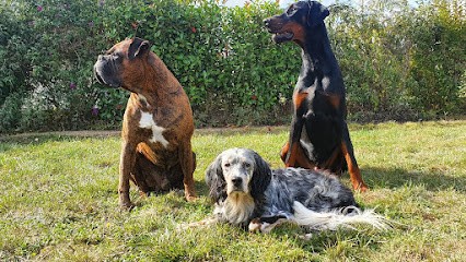Objectif'Educ / Riaud Nicolas, Dresseur de Chiens à Mainvilliers