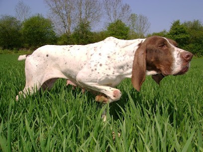Jack russell, braque français : Du Pont de Riot d'Esnes, Eleveur de Chiens à Esnes