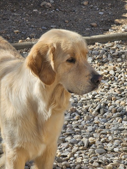 Les ravages de Rafiki, Eleveur de Chiens à Usclas-d'Hérault