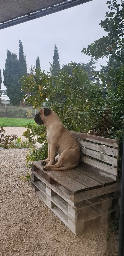 les bullmastiffs du temps des paluns, Eleveur de Chiens à Châteaurenard