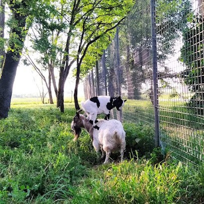 DOMAINE DES RINTINTINS, Pension pour Chiens à Saint-Just-Luzac