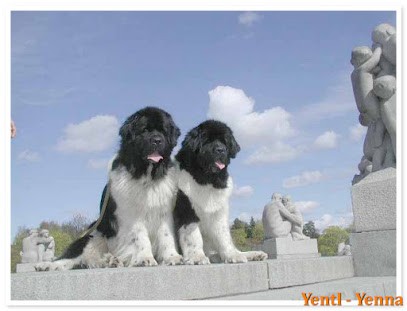 Elevage de chiens et chiots TERRE NEUVE, Eleveur de Chiens à Thiviers