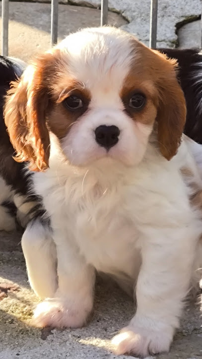 Élevage De La Vallée Du Montois, Éleveur De Chiens à la Chapelle-Saint-Sulpice