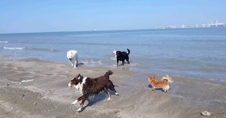 Loulou y es tu, Pension pour Chiens à Boulleville