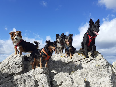 Waff Agility Dresseur De Chiens à Clermont-l'Hérault